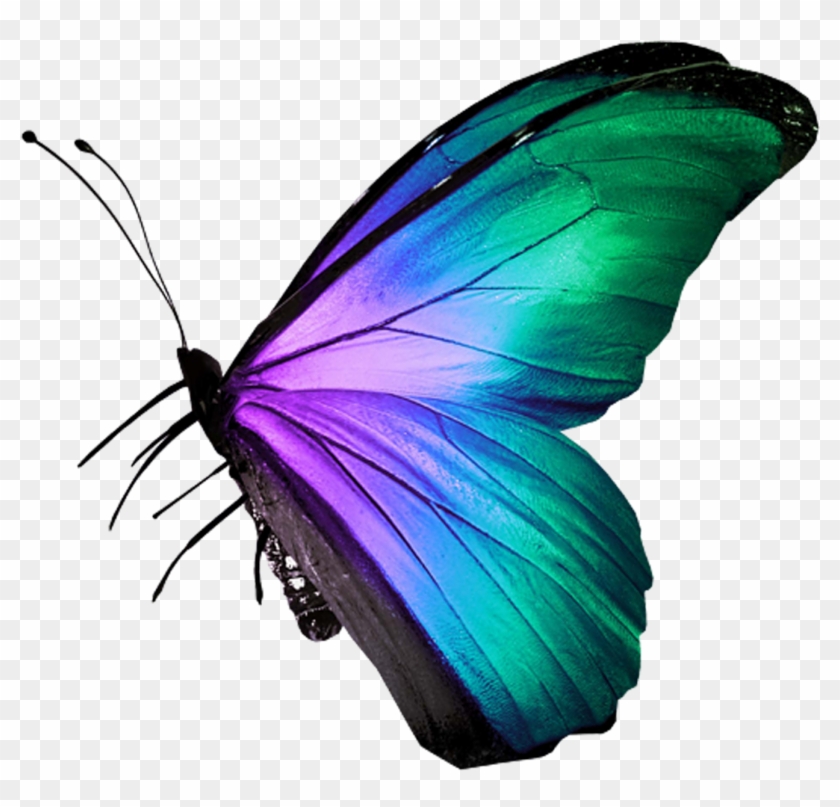 Butterfly Raster Graphics Icon - Butterfly Raster Graphics Icon #924477