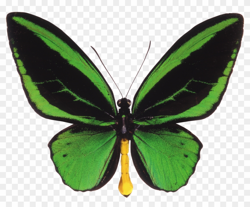 Butterfly Ornithoptera Priamus Trogonoptera Birdwing - Butterfly Ornithoptera Priamus Trogonoptera Birdwing #925032