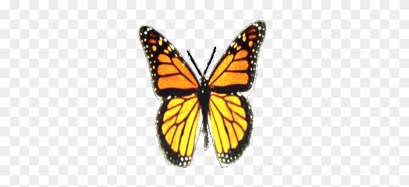 Before Beginning A Butterfly Garden Project, It Helps - Animated Flying Butterfly Gif #925216