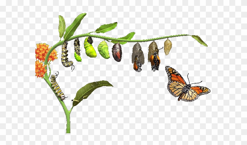 Life & Death - Does A Caterpillar Turn Into A Butterfly #925262