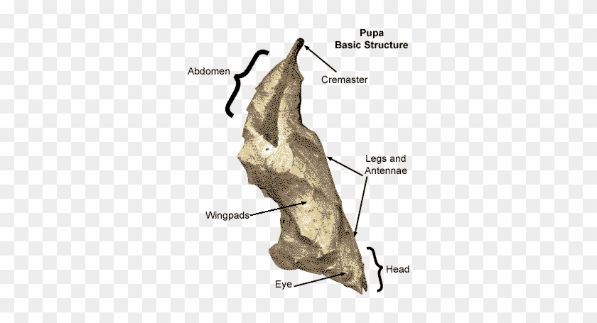 Parts Of A Chrysalis #925286