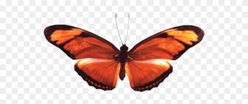 Butterfly House At Put In Bay - The Butterfly Palace & Rainforest Adventure #925737