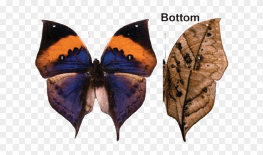 Dead Leaf Butterfly - Kilobyte #925825