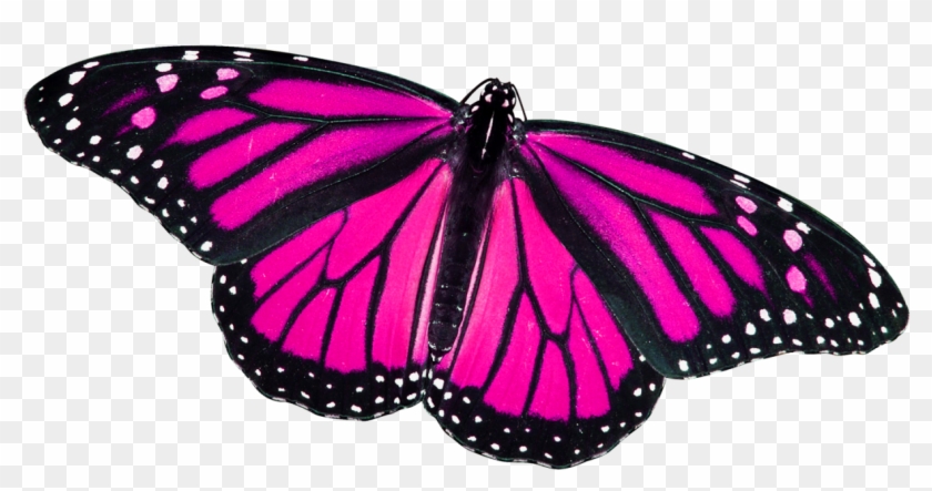Butterfly Png Pink - Lepidopteranart Real Butterfly Earrings - Butterfly #926066