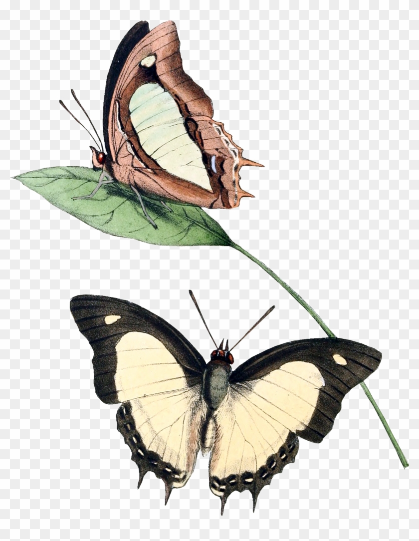 15164 Athama Butterf - Illustration #926523