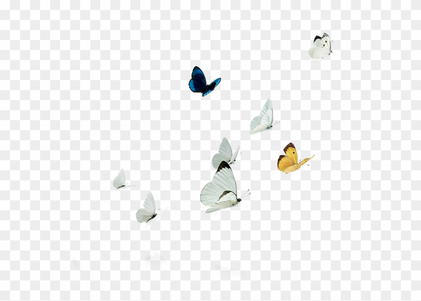 Moth #926612