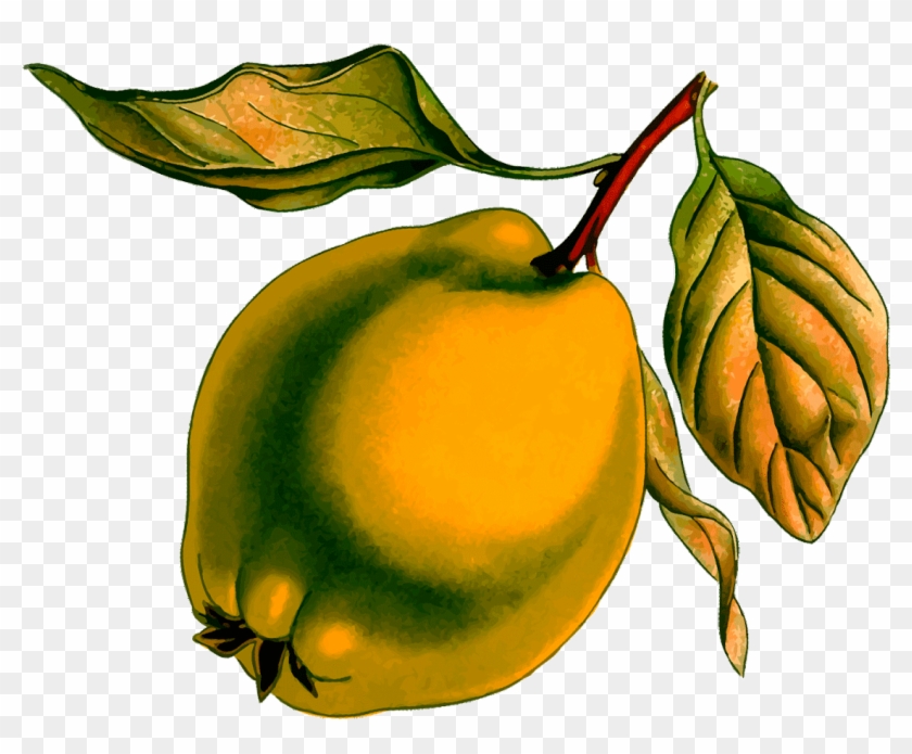 Apple Clip Art At Clker - Clip Art #927318
