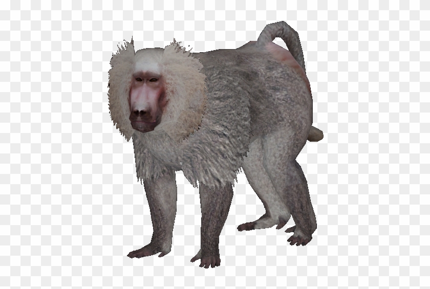 New Baboon - Zoo Tycoon 2 Hamadryas Baboon #927445