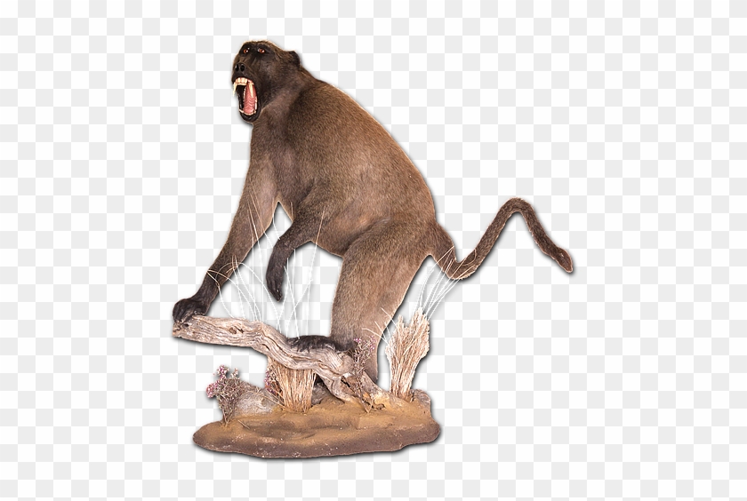 Baboon - Full Mount - Baboon #927514
