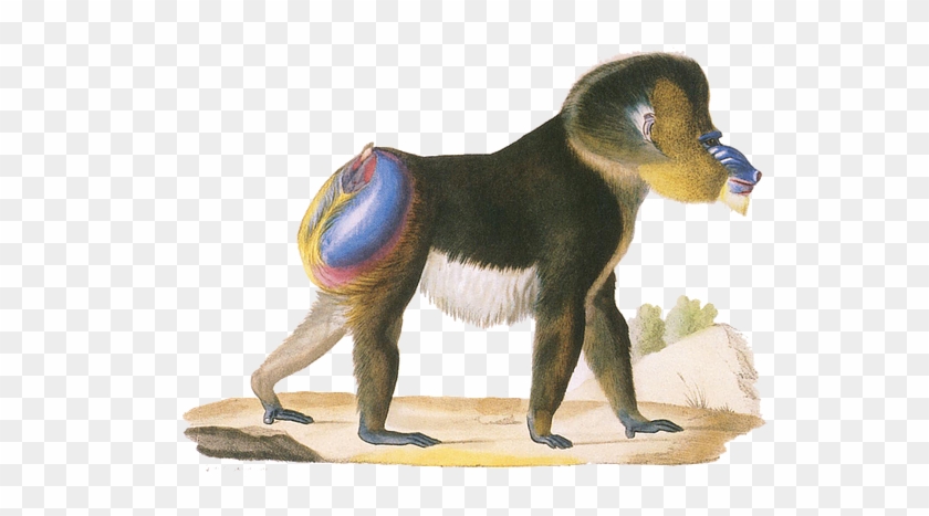 Show More - Old Male Mandrill, Engraved By Werner And Langlume, #927553