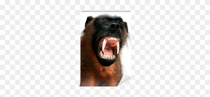 Baboons #927580