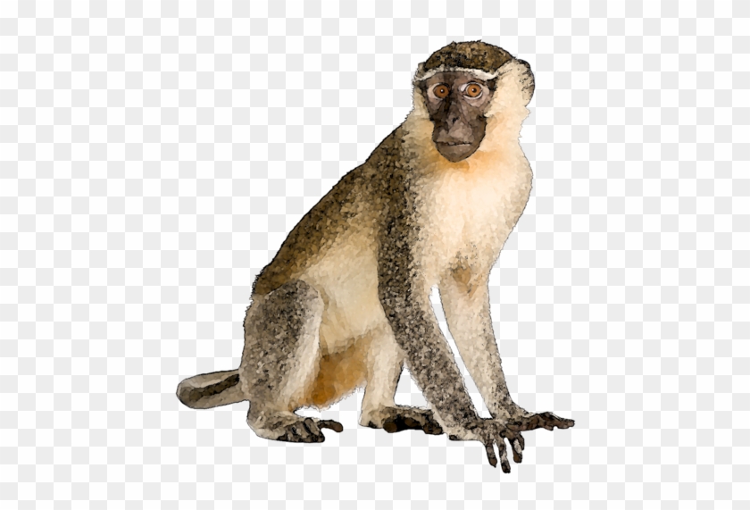 Publicat De Eu Ciresica La - Baboon #927610