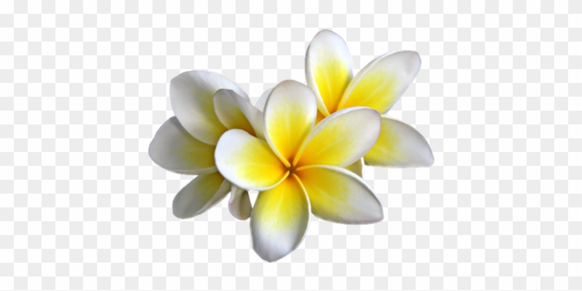 Plumeria Png #928256
