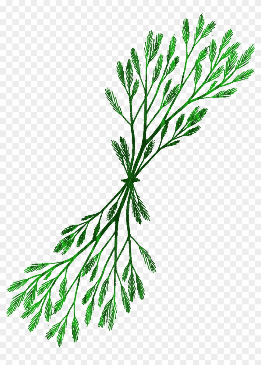 Seaweed Clipart River Plant - Clip Art #929023