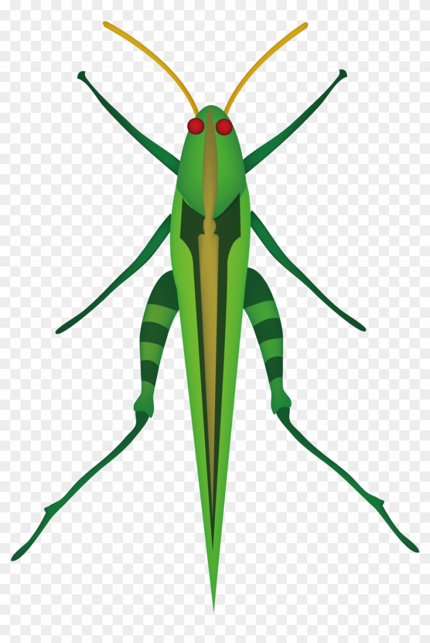 Grasshopper Mosquito Insect Locust Clip Art - Grasshopper Drawing From Above #932139