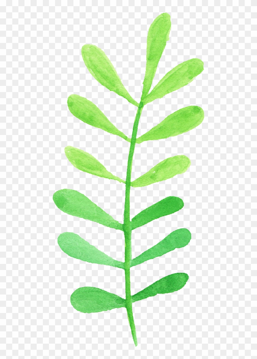 Free Download - Evening Primrose #934176