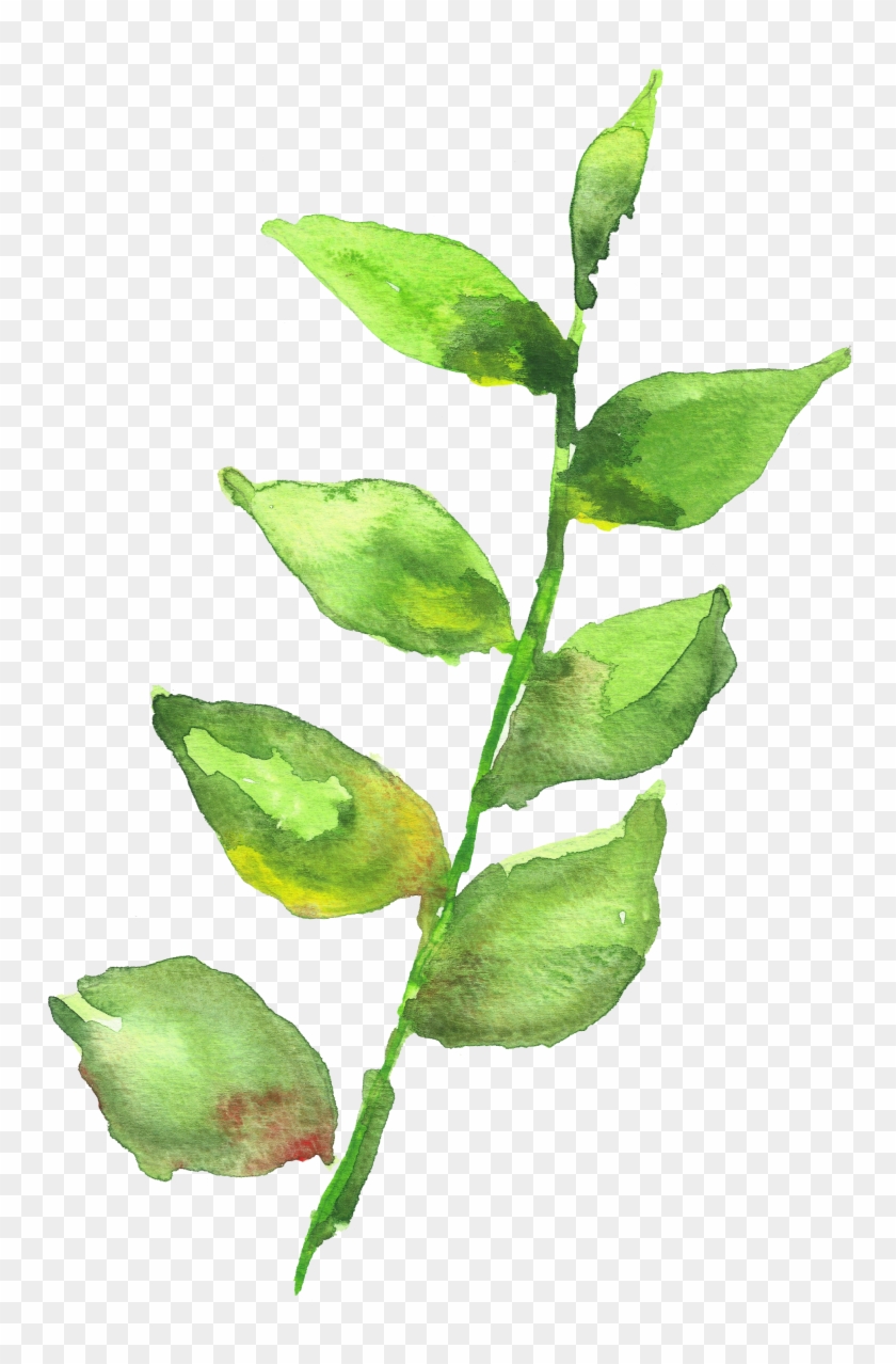 Watercolor Painting Leaf - Watercolor Painting Leaf #934187