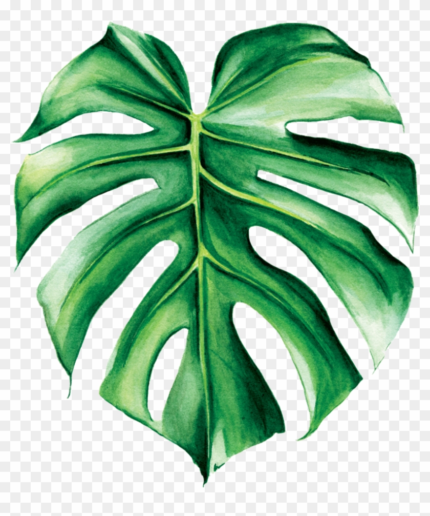 Monstera Deliciosa - Monstera Deliciosa #934226
