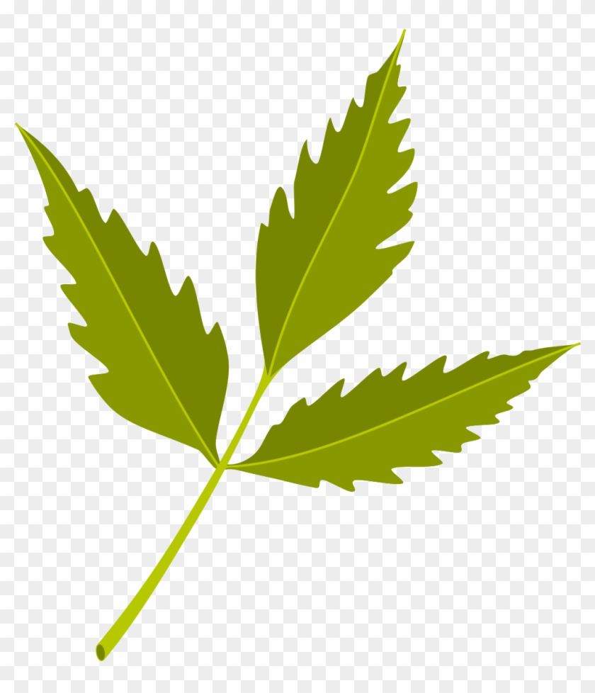 Neem Tree Neem Oil Azadirachtin Neem Cake - Neem Leaf Vector Png #934442