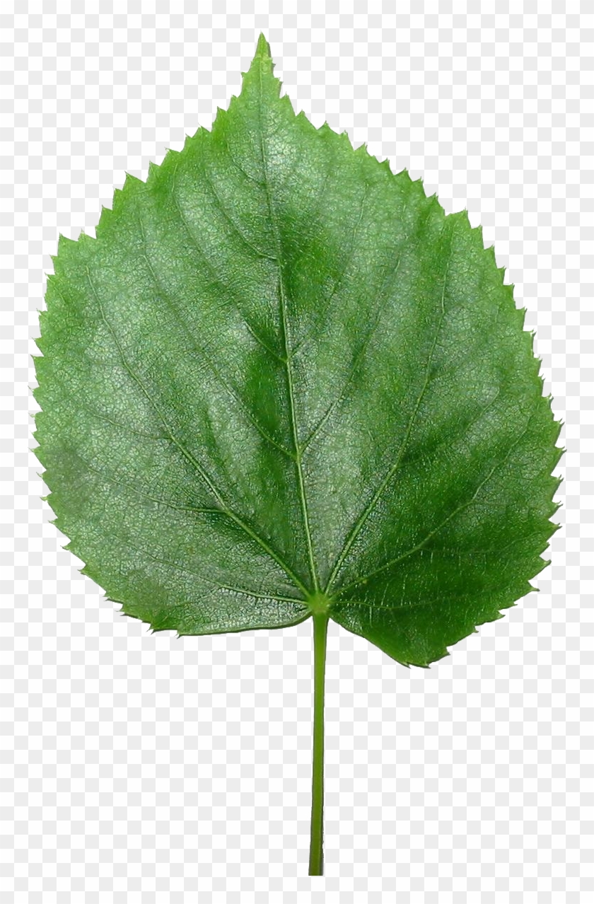 Blender3d Lisc Lipy-transparent - Transparent Leaf #934470