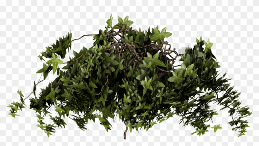 Ivy Transparent - Plants Cut Out Png #934537