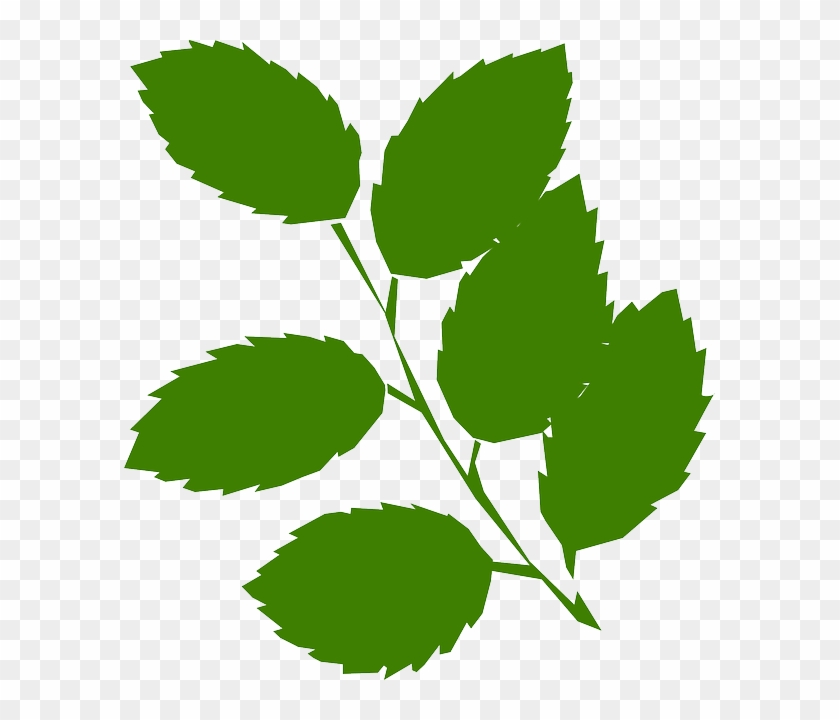 Free Leaf Clipart #934644