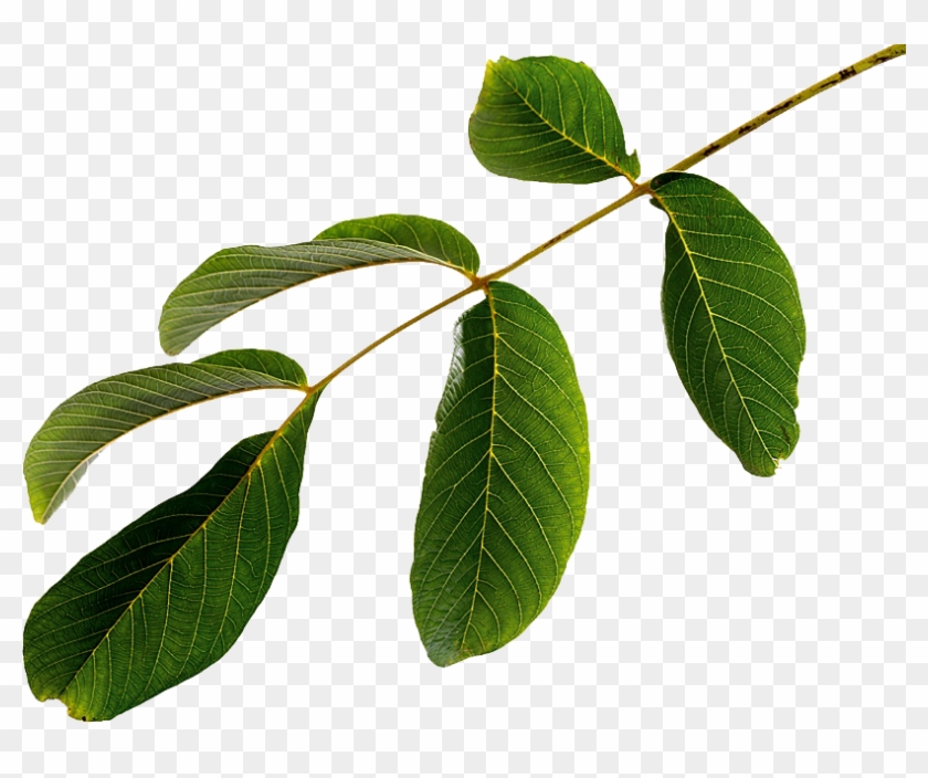 Leaf Green Slots Guide - Leaf #934751
