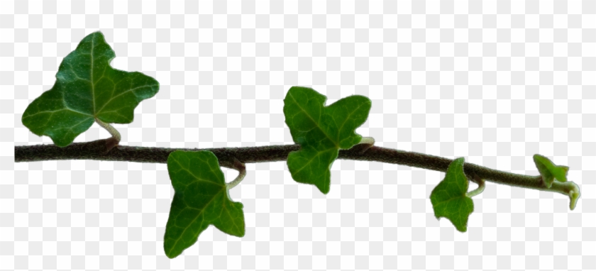 Just The Isolated Branch With A Transparent Background - Oregon White Oak #934839