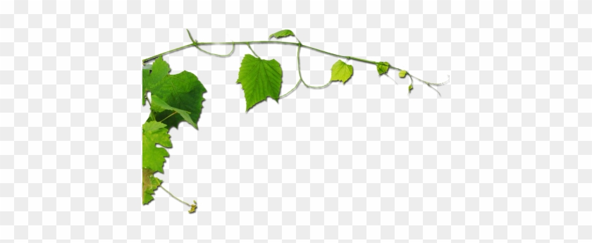 Vitis #934867