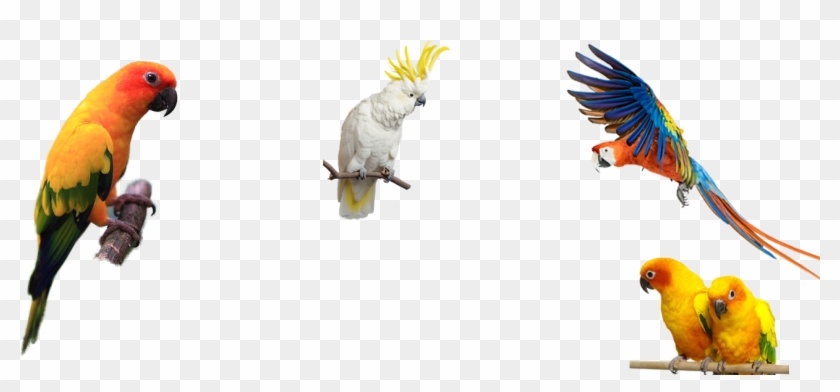 Exotic Birds And Pets Png #935029
