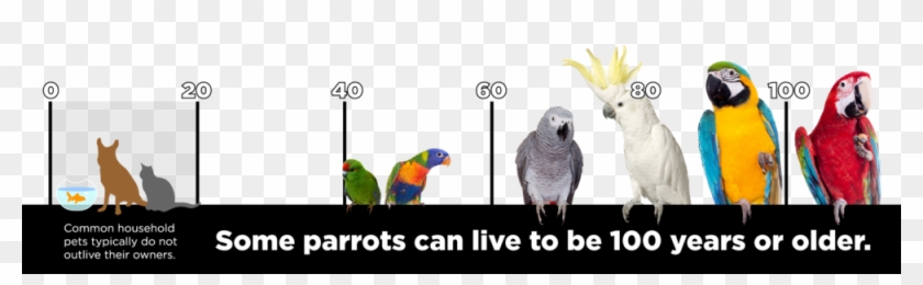 Birdtimelineblacbar1 - Birdtimelineblacbar1 #935072