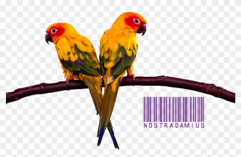 Render Pericos By Kamikazeinferno - Parrot Stands Acrylic Bird Cage Stands Stands Bird #935074