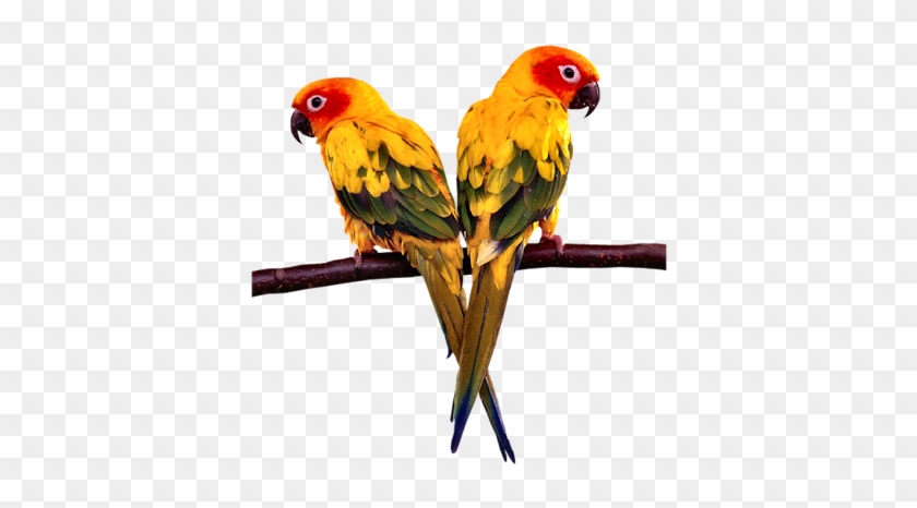 Conure Parrots - Parrot Stands Acrylic Bird Cage Stands Stands Bird #935082