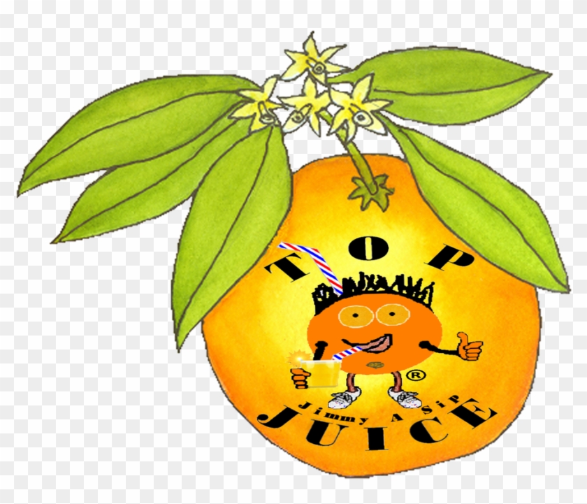 How Oranges Are Made, Inc - Business Plan #935223