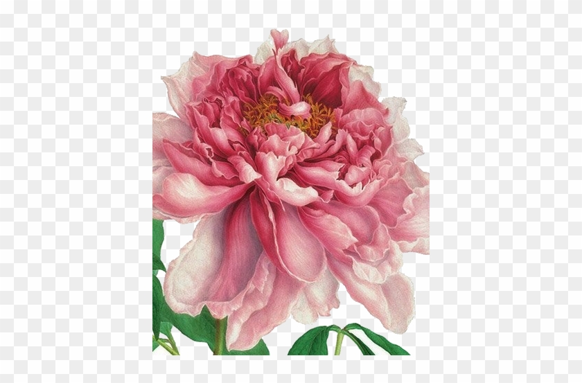 Natural History Museum Greeting Card More - Historical Art Of Flowers Watercolor #935448