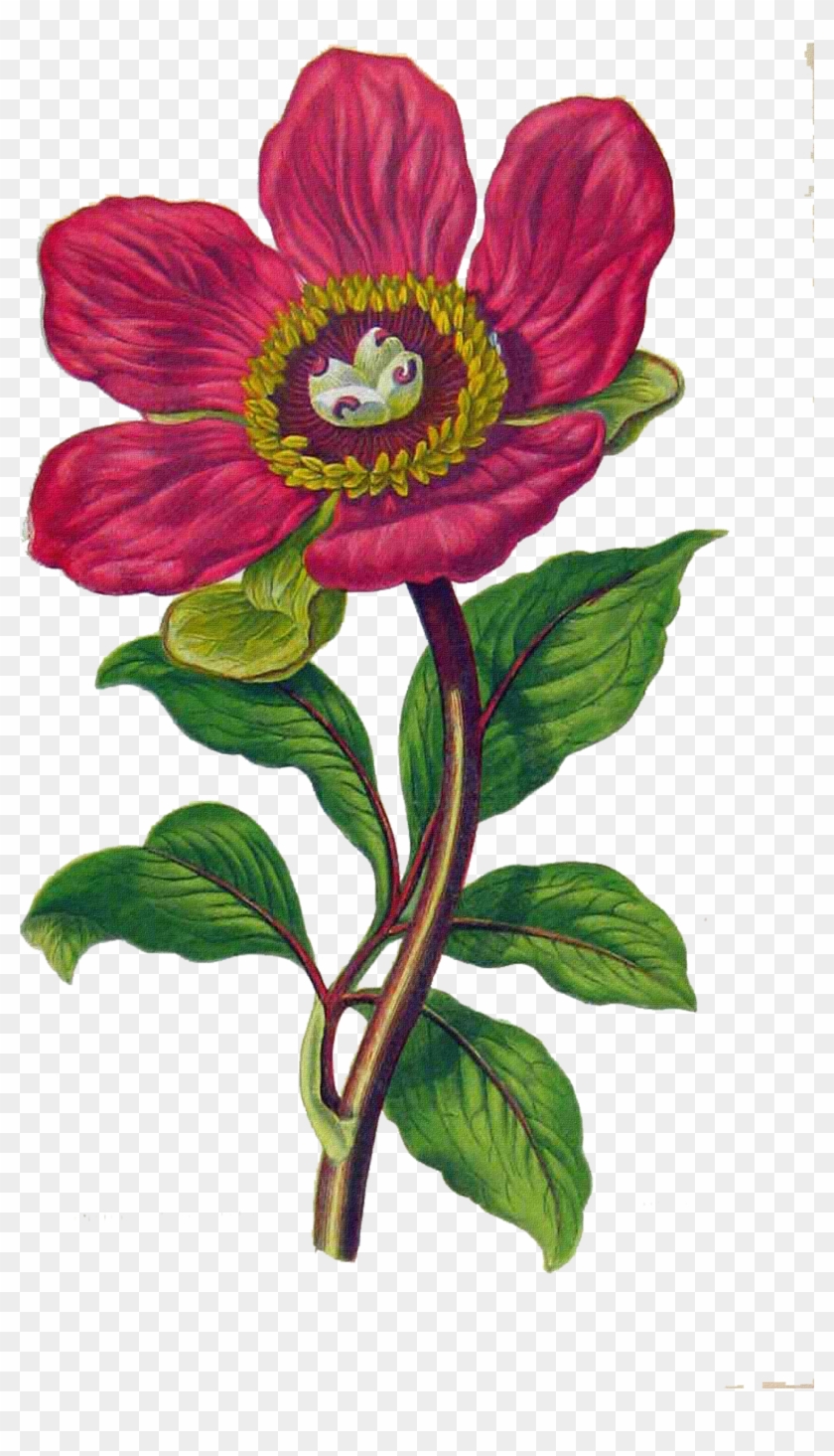 0 C26c5 33902784 Orig - Antique Print Of Flowering Plants Entire Leaved Peony #935463