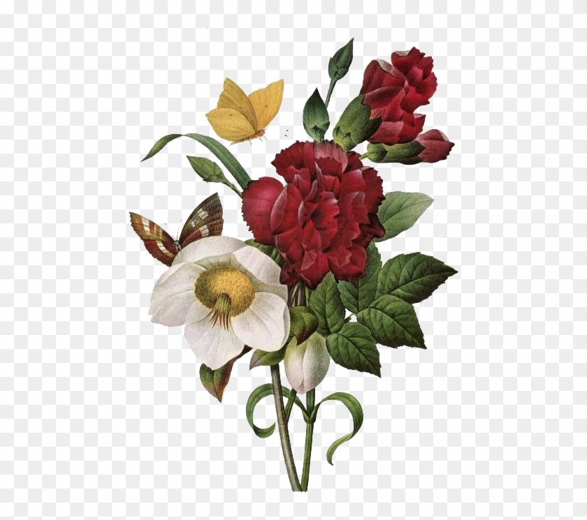 Imágenes Vintage Gratis / Free Vintage Images - Redoute The Book Of Flowers #935533