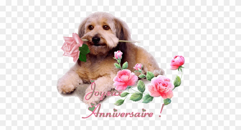 Birthday #936225