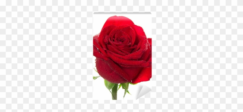 Red #936444