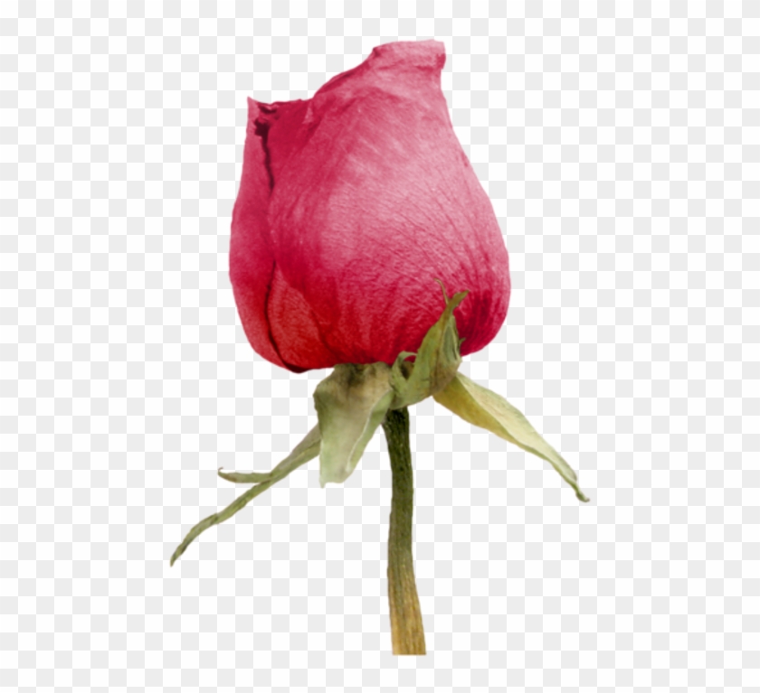 Roses - Бутон Розы Пнг #936489