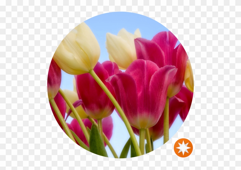 Tulips #936698