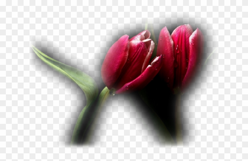 Partager - - Pasqueflower #936707
