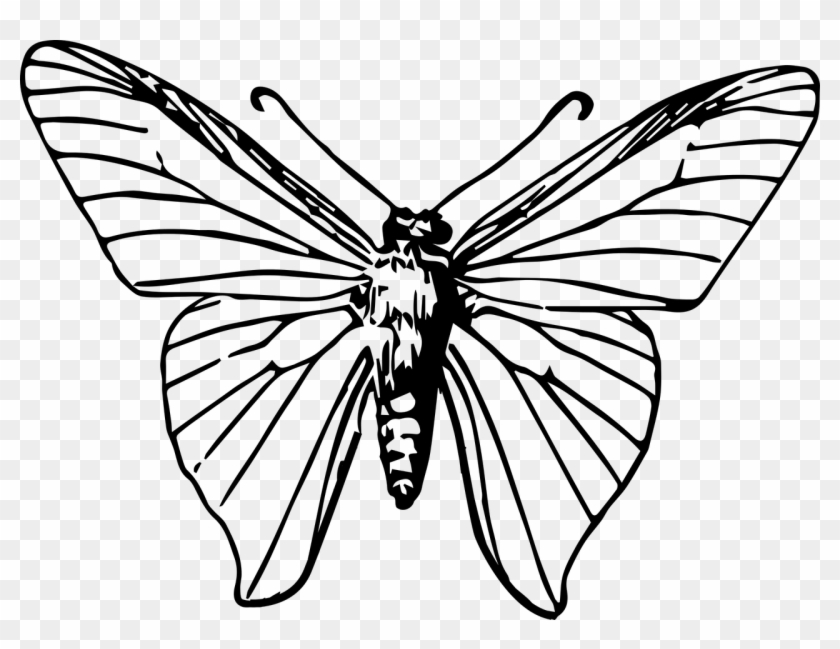 Monarch Butterfly Insect Moth Clip Art - Gambar Ilustrasi Kupu Kupu #936706