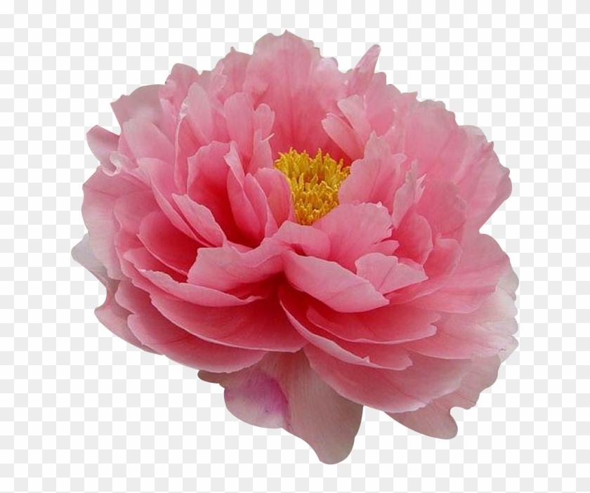 Moutan Peony Flower Tree Peony Paeonia Coral Charm - 牡丹 花 #938532