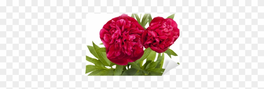 Red #938535