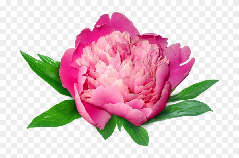 Peonies - Пионы Пнг #938540