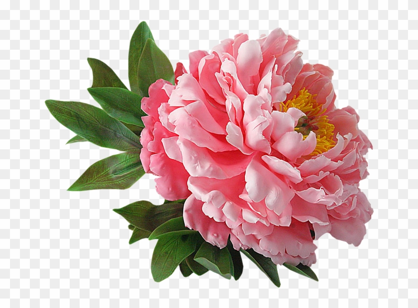 Peonies - Hoy Corte Una Flor #938548