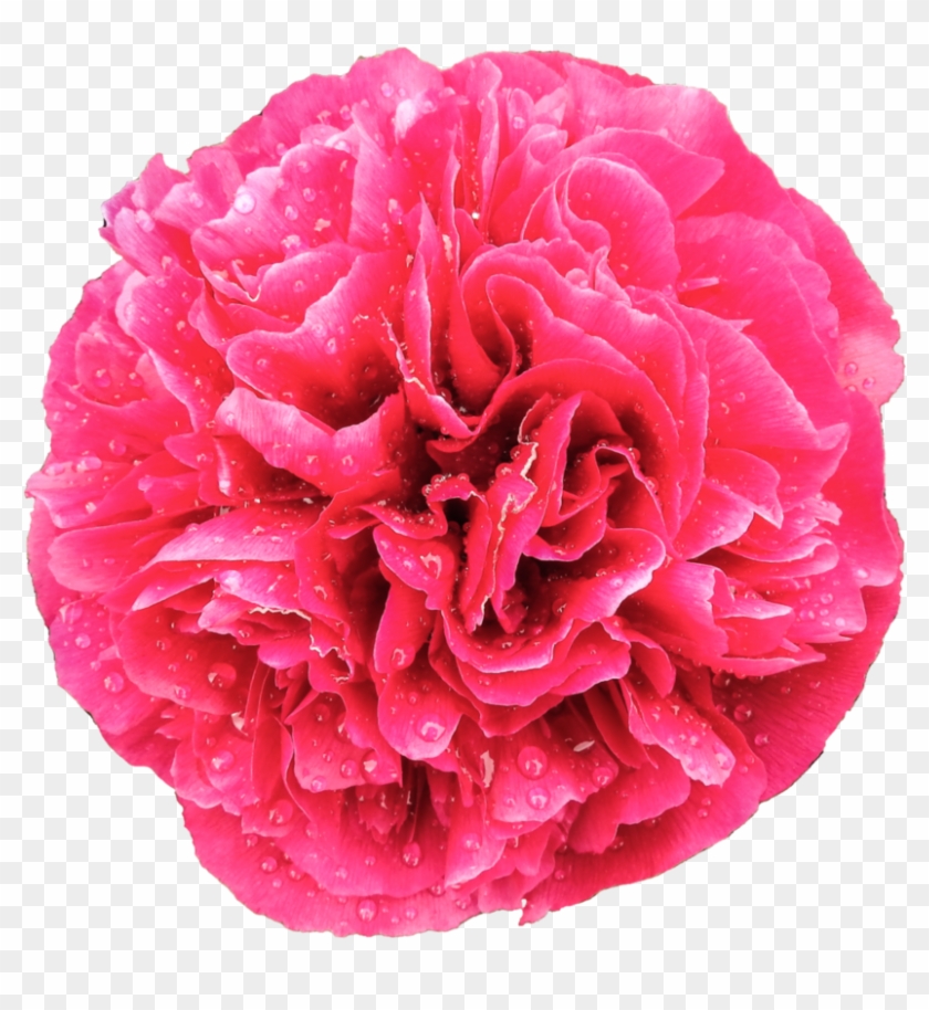 Rain Drops On Dark Pink Peony In Full Bloom By Bunny - Clip Art #938593