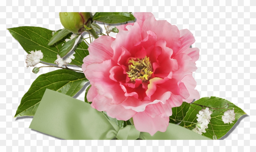 Common Peony #938606