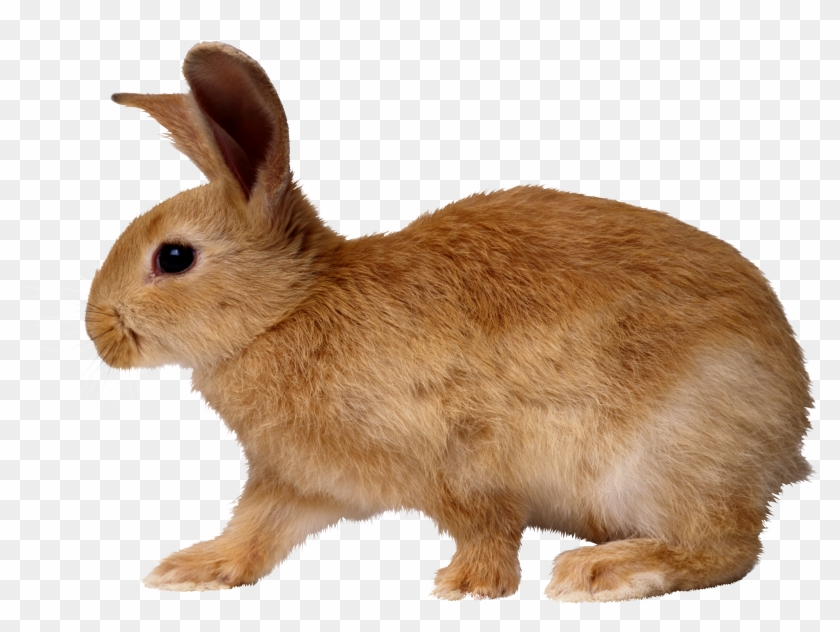 Rabbit Png - Rabbit Png #938997